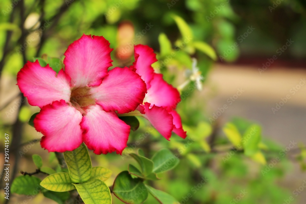 Pink adenium flowers with blur green leaves background. Adenium obesum is a colorful houseplant in temperate regions. Pink adenium flowers with blur green leaves background. Adenium obesum is a colorful houseplant in temperate regions.