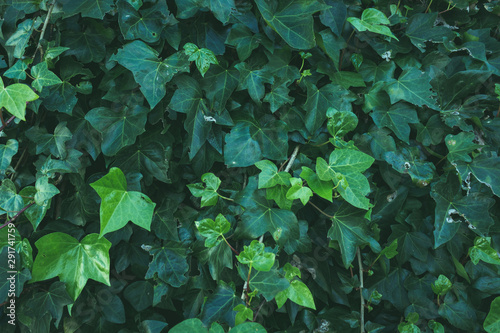 Leaves background with different green colors