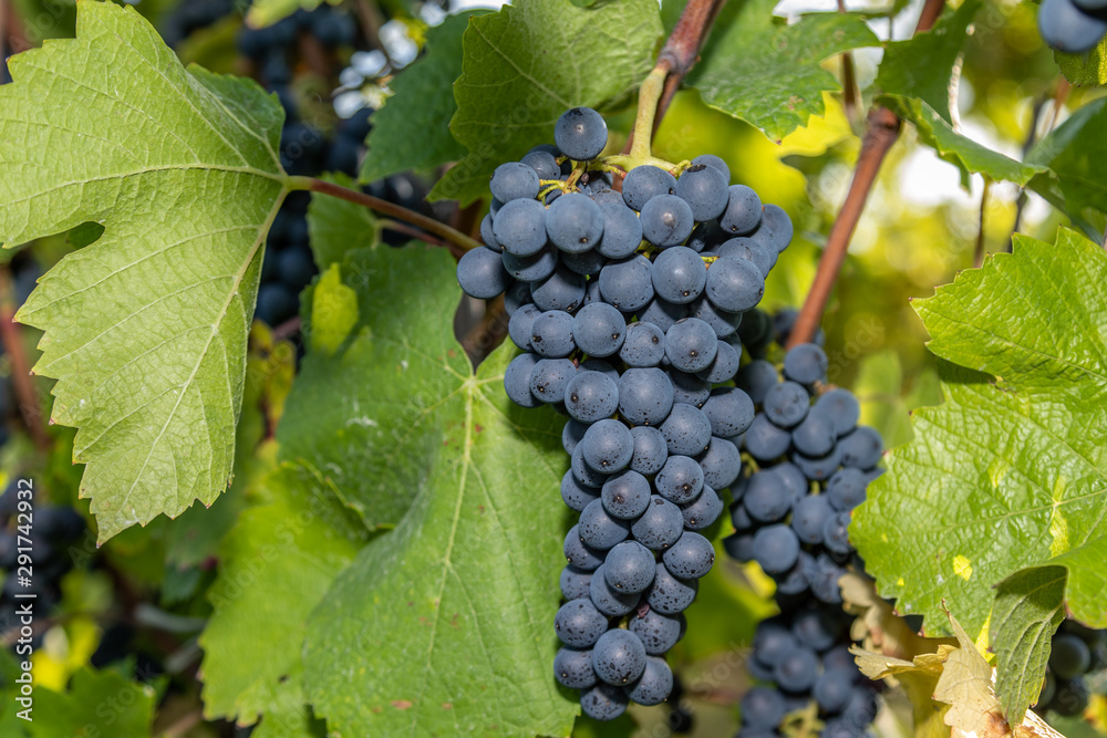 Rotwein Traube blauer Spätburgunder in einem Weinberg in Brauneberg an der Mosel