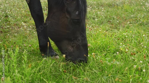 A dark brown horse eats fresh grass on a field in a Ukrainian village. In the background a Ukrainian rural landscape, wooden houses and a church. Green grass with violet flowers. Ukraine. Pirogovo