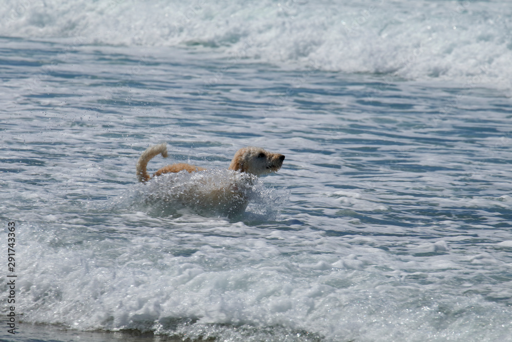 Fototapeta premium A white labradoodle frolics in the Pacific Ocean on the Oregon coast.