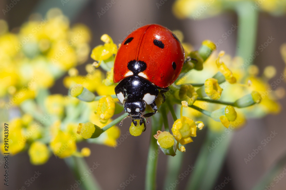 Fototapeta premium Ladybug eating pollum