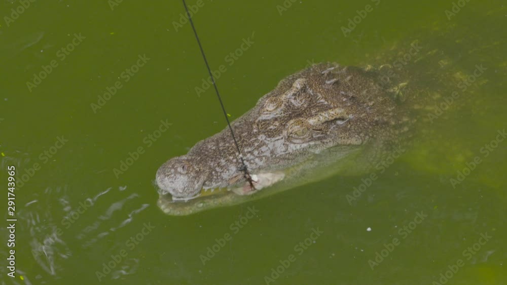 A daylight closeup shot of a large, scaly crocodile feeding on a slab of meat on a bait while swimming in the murky, green water. A daylight closeup shot of a large, scaly crocodile feeding on a slab of meat on a bait while swimming in the murky, green water.
