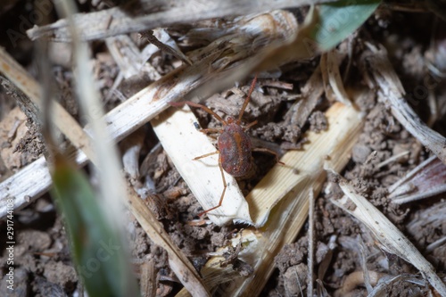 Mite of the genus Erythraeus photo