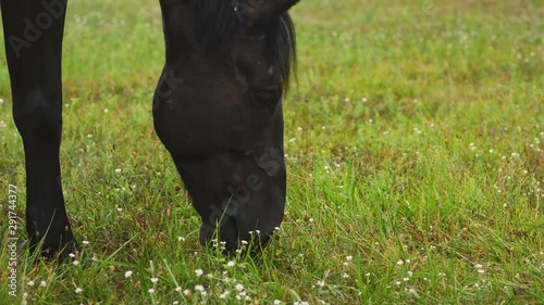 A dark brown horse eats fresh green grass on a field in a village. Wooden houses on background. Horse head close up. A horse grazes on a field. Green meadow. Animals.