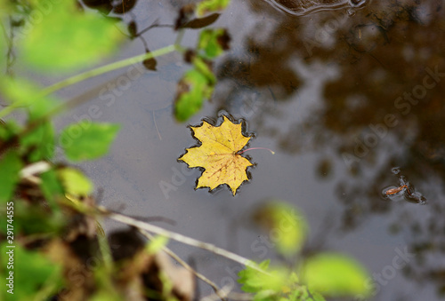 fallen yellow leaves in the water of the autumn forest lake
