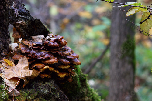group of autumn mushrooms on a blurred forest background