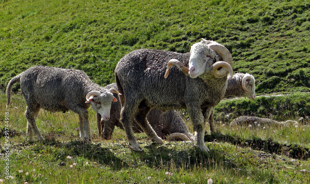 Naklejka premium Gros plan sur un magnifique bélier et ses congénères