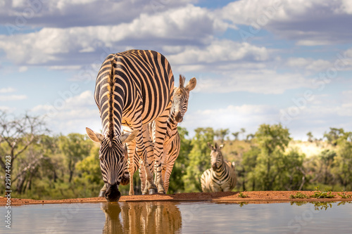 A zebra (Equus quagga) drinking at a waterhole, Welgevonden Game Reserve, South Africa photo