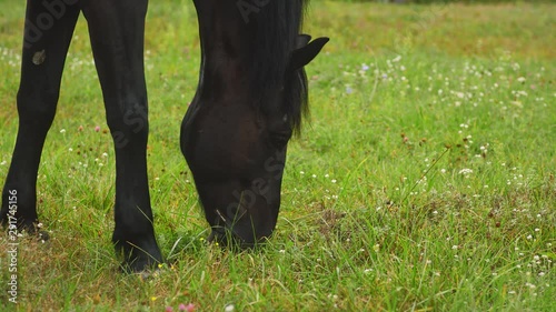 A dark brown horse eats fresh green grass on a field in a village.In the background authentic wooden Ukrainian houses.Horse head close up. A horse grazes on a field. Green meadow. Animals.Eating grass