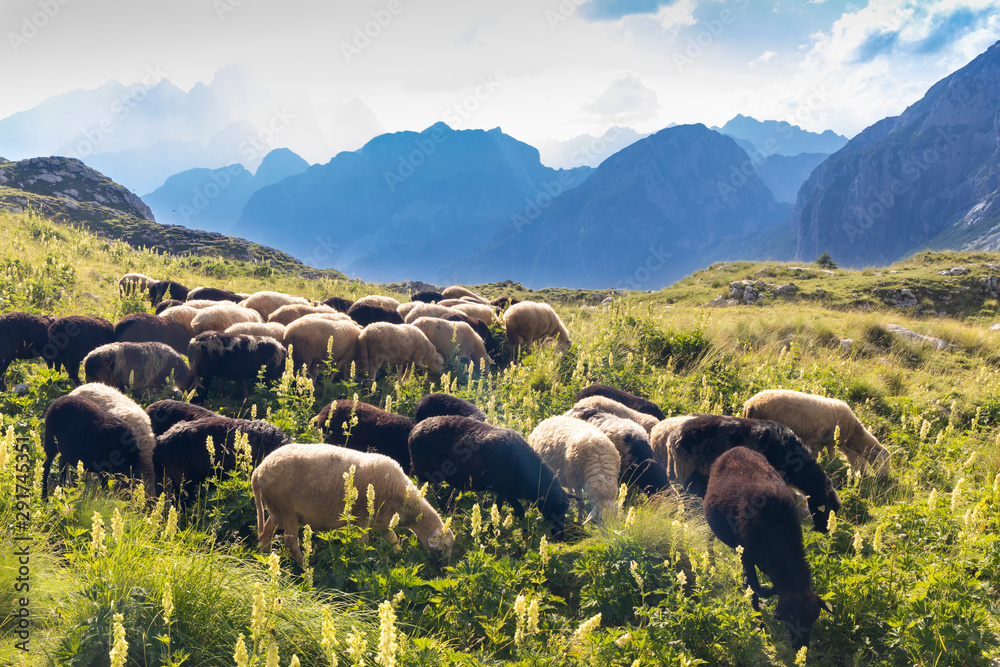 Obraz premium herd of sheep near Mangart, Triglav national park, Slovenia