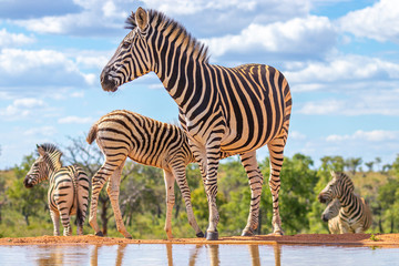 Fototapete Zebra Zebra trinkt am Wasserloch Welgevonden  © Gunter