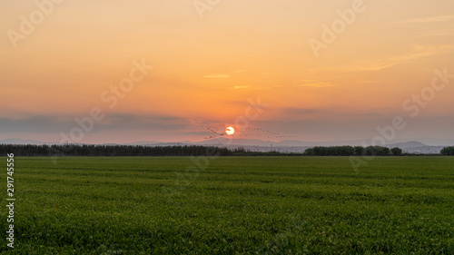 Sunset in a rice field of the "Albufera of Valencia". © Pablo Eskuder