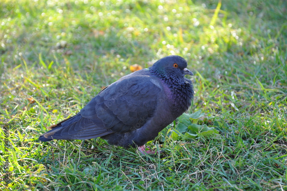 pigeon on grass pigeon on grass