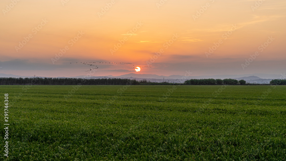 Sunset in a rice field of the 