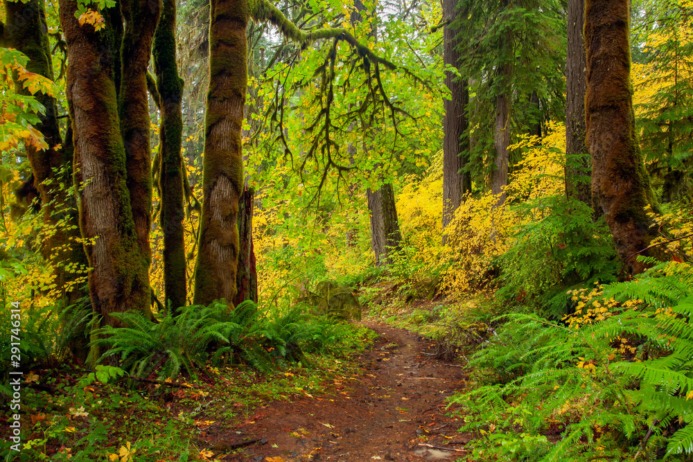 Fall colors during autumn in Silver Falls State Park in Oregon