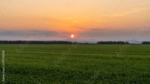 Sunset in a rice field of the "Albufera of Valencia".