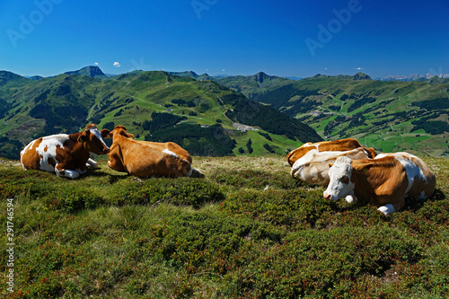 Kühe auf der Alm vor der Kulisse der österreichischen Alpen