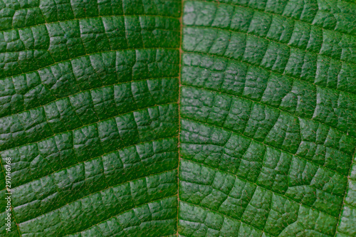 GREEN LEAF TEXTURE