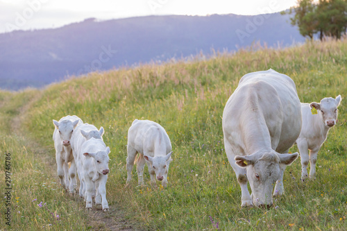 White cows, region Spis, Slovakia photo