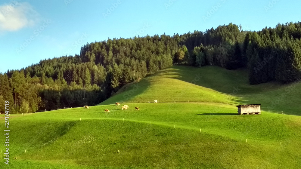 Tyrolean mountain panorama: a green valley with happy grazing cows and a small wooden hut at sunset Tyrolean mountain panorama: a green valley with happy grazing cows and a small wooden hut at sunset