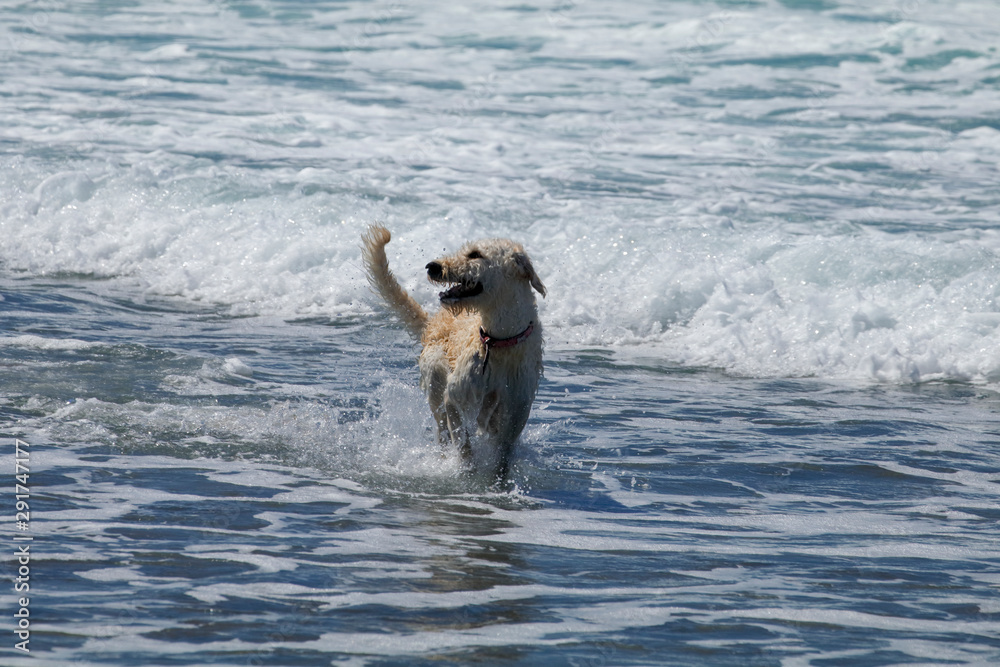 dog in water dog in water
