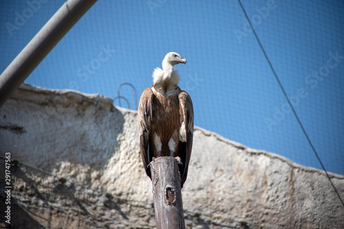 The griffon vulture (Gyps fulvus) is a large Old World vulture breed in the ZOO photo