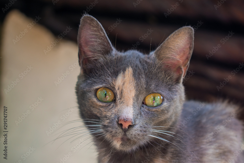 GREEN EYED CAT´S FACE