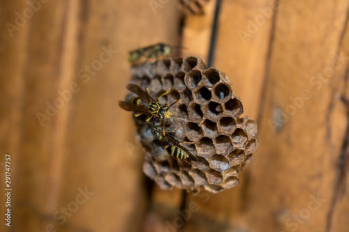 WASPS BUILDING HORNET photo