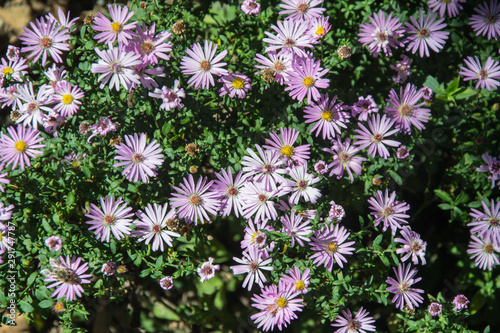 Beautiful decorative garden plant with small purple flowers - Alpine Aster  Aster alpinus . Field of autumn flowers  flower pattern