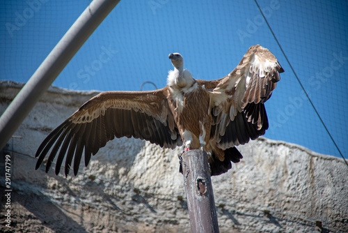 The griffon vulture (Gyps fulvus) is a large Old World vulture breed in the ZOO photo