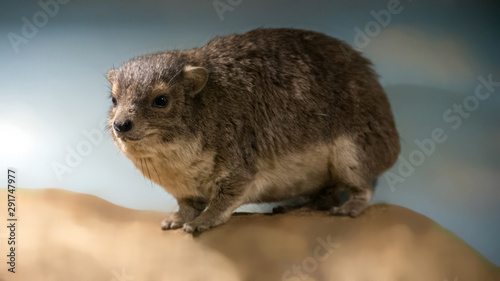 The rock hyrax Procavia capensis, also called rock badger, rock rabbit, and Cape hyrax standing on a stone