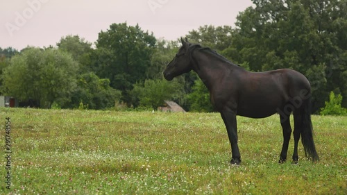 Dark brown horse walks across the field in a village and eats fresh grass. A horse grazes on a green field with wildflowers. Green meadow. Animals. Eating grass.