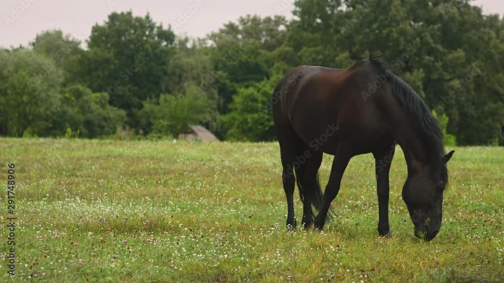 Dark brown horse walks across the field in a village and eats fresh grass. Green grass with violet flowers. A horse grazes on a field with wildflowers. Green meadow. Animals. Eating grass. Dark brown horse walks across the field in a village and eats fresh grass. Green grass with violet flowers. A horse grazes on a field with wildflowers. Green meadow. Animals. Eating grass.