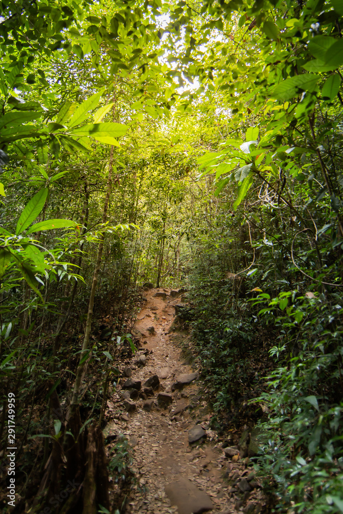 A picture of exterior southeast asia forest hiking trail. A picture of exterior southeast asia forest hiking trail.