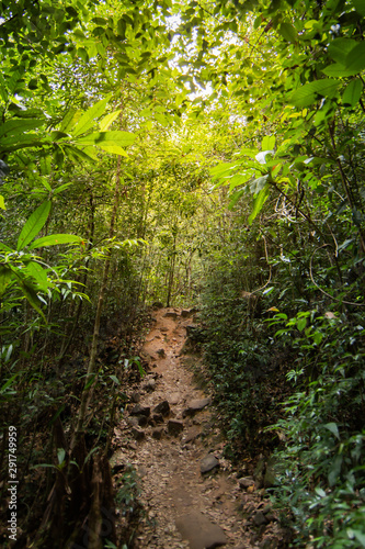 A picture of exterior southeast asia forest hiking trail.