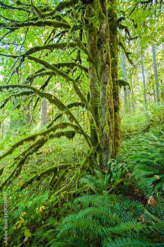 Moss covered trees and ferns in a Pacific Northwest forest