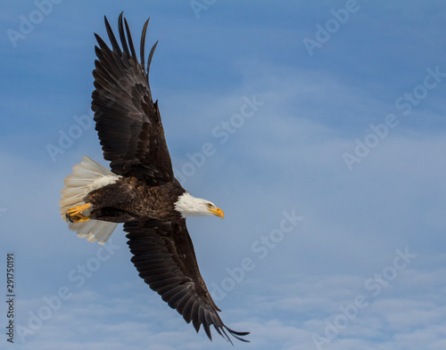 bald eagle on blue sky