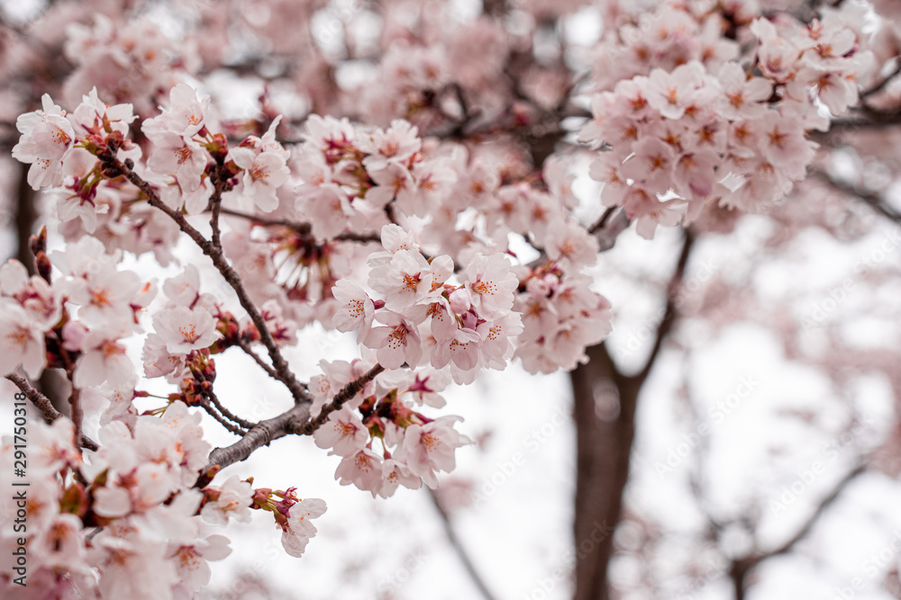 cherry blossom in spring at sakura festival at japan cherry blossom in spring at sakura festival at japan