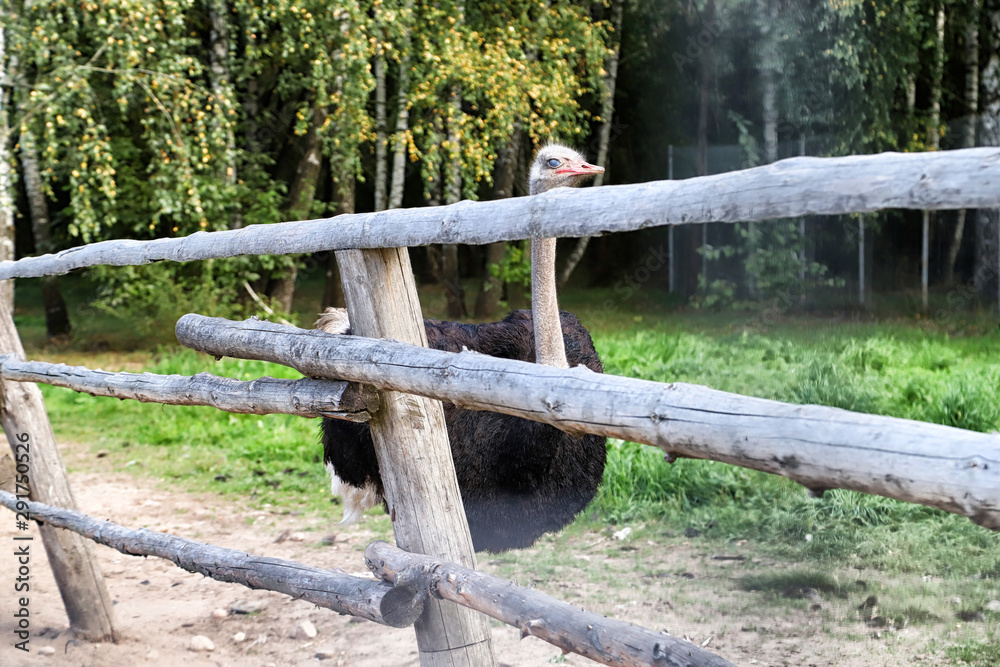 Ostrich in a cage and greenery behind him on a summer day Ostrich in a cage and greenery behind him on a summer day