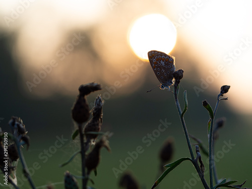 Common blue butterfly (Polyommatus icarus) female at sunrise