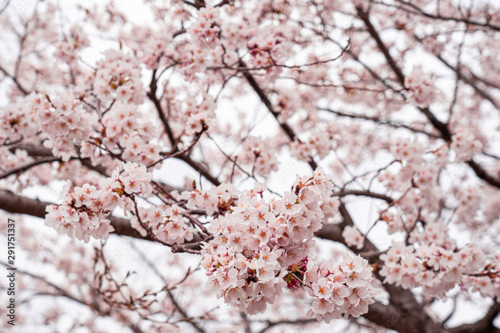 cherry blossom in spring at sakura festival at japan cherry blossom in spring at sakura festival at japan