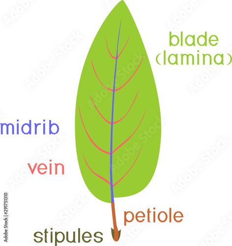 Parts of plant. Structure of plant leaf with title