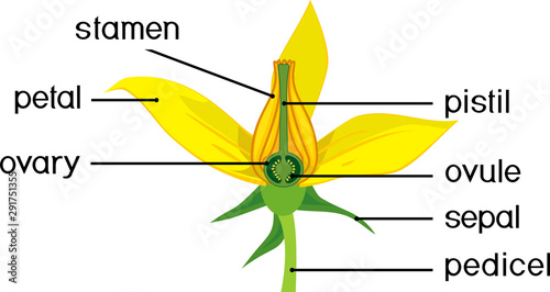 Parts of flower. Morphology of tomato plant flower with titles