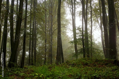 morning natural landscape in the beautiful foggy forest photo