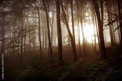 morning natural landscape in the beautiful foggy forest photo