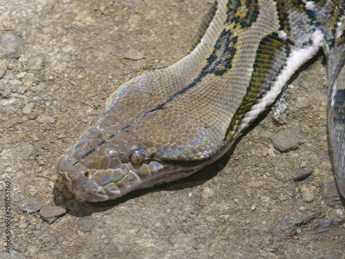 Esemplare di serpente boa terricolo del madagascar, testa. ripresa dall'alto photo