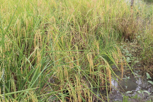 grass in the field