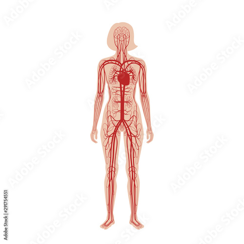 circulatory system anatomy