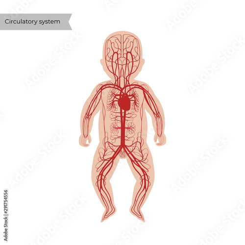circulatory system anatomy